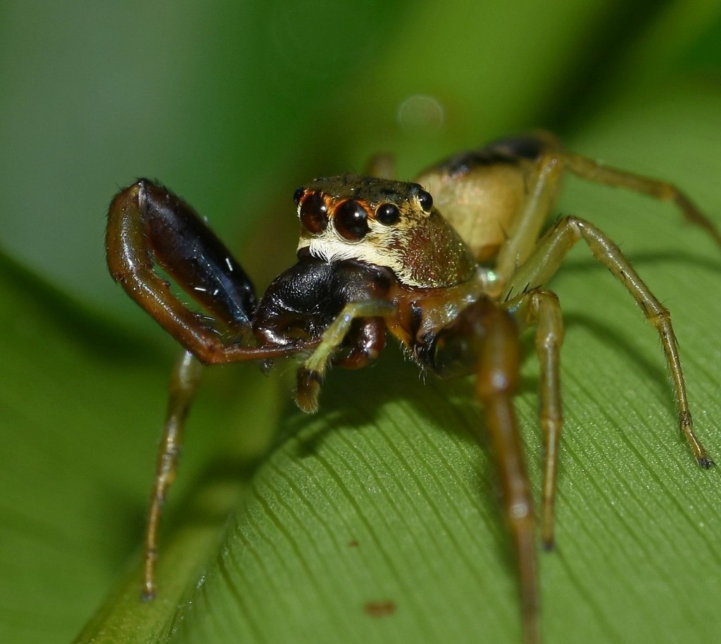 Maltecora divina