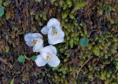 Alniphyllum pterospermum
