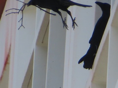 Corvus brachyrhynchos