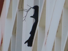 Corvus brachyrhynchos