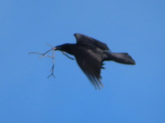 Corvus brachyrhynchos