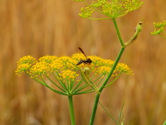 Polistes chinensis