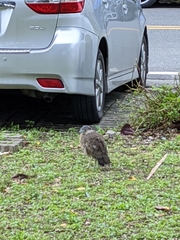 Gorsachius melanolophus