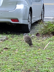 Gorsachius melanolophus