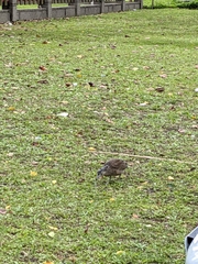 Gorsachius melanolophus