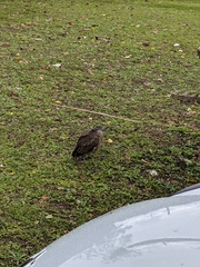 Gorsachius melanolophus