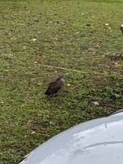 Gorsachius melanolophus