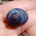 Bluish Top Shell - Photo (c) Lisa Bennett, some rights reserved (CC BY), uploaded by Lisa Bennett