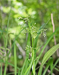 Scirpus pendulus