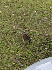 Gorsachius melanolophus