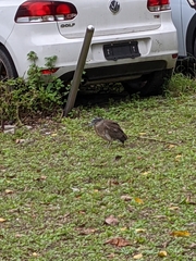 Gorsachius melanolophus