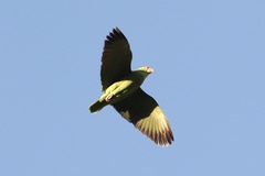 Amazona viridigenalis