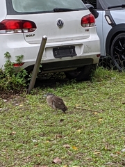 Gorsachius melanolophus