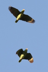 Amazona viridigenalis