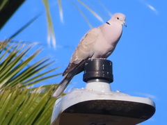 Streptopelia decaocto