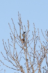 Aphelocoma californica