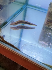 Macrognathus circumcinctus