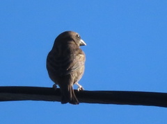 Haemorhous mexicanus