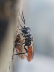Astata