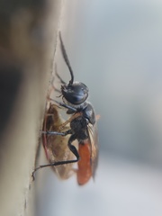 Astata