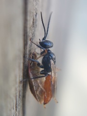 Astata