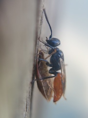 Astata