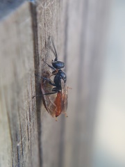 Astata