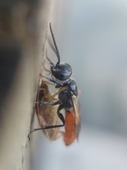 Astata