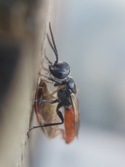 Astata
