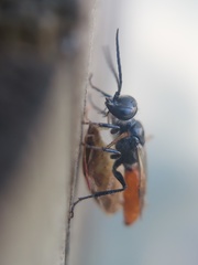 Astata