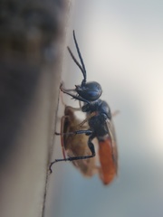 Astata