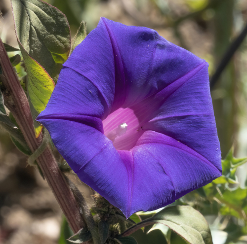 Ipomoea stans image