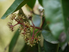 Ixora brachiata