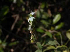 Ecbolium ligustrinum