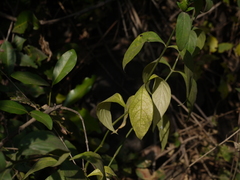 Ecbolium ligustrinum