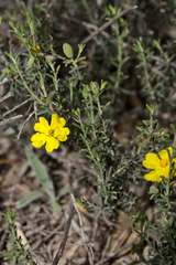 Hibbertia setifera
