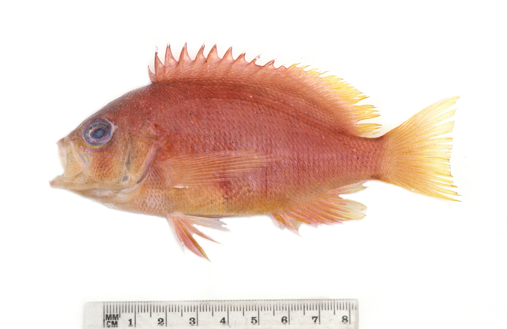 Greycheek Basslet