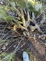 Opuntia × occidentalis