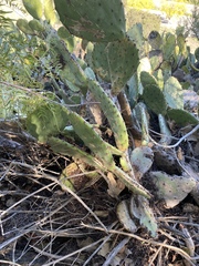 Opuntia × occidentalis