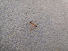 Myrmecia desertorum