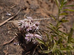 Lepidagathis trinervis