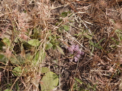 Lepidagathis trinervis