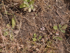 Lepidagathis trinervis