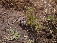 Lepidagathis trinervis