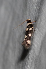 Macrobathra arrectella