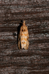 Lobesia xylistis