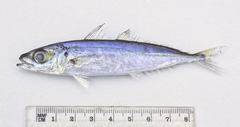 Decapterus macarellus