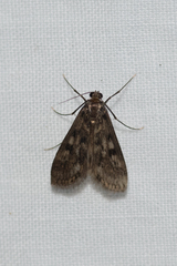 Araeomorpha diplopa
