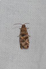 Lobesia transtrifera