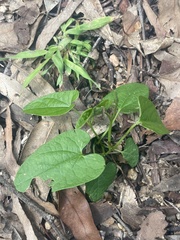Aristolochia meridionalis